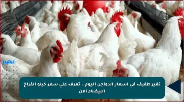تغير طفيف في أسعار الدواجن اليوم.. تعرف على سعر كيلو الفراخ البيضاء الآن